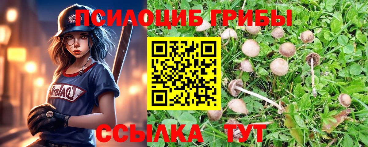 Галлюциногенные грибы Cubensis  купить закладку  Галлюциногенные грибы ЛСД  Череповец 